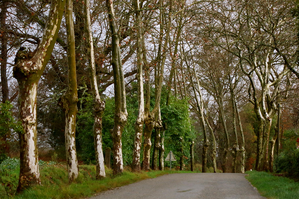 The Secrets of Gascony