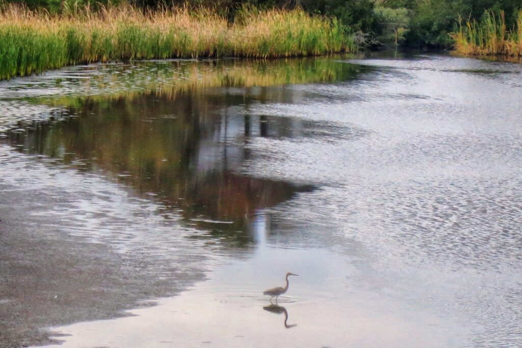 Egret in Pond