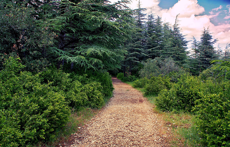 Forest of Cedars Tours